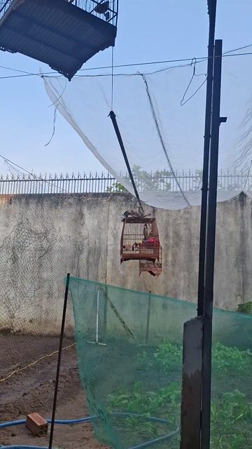 Chim chào mào 3 mùa thuần. Mua bán Chim tại Thị xã Tân Uyên Bình Dương được đăng bởi L V T hình 1