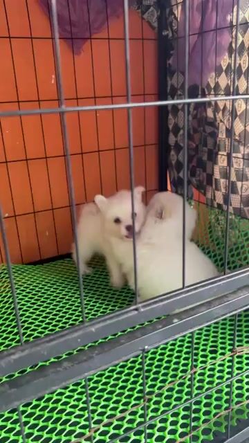 Phốc sóc gái 3 tháng tủi. Mua bán Chó tại Quận Ninh Kiều Cần Thơ được đăng bởi Ha na hình 1