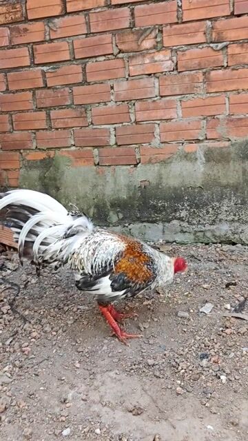 Gà Cuban Kelso Đa sắc. Mua bán Gà tại Quận Ninh Kiều Cần Thơ được đăng bởi Buôl hình 1