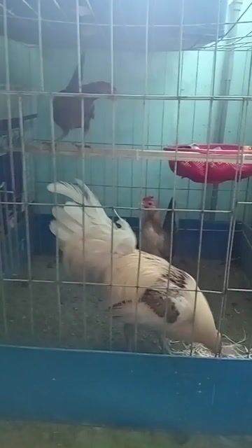 Gà tre con mới nở . Mua bán Gà tại Quận 1 Tp Hồ Chí Minh được đăng bởi Hoàng Phúc hình 2