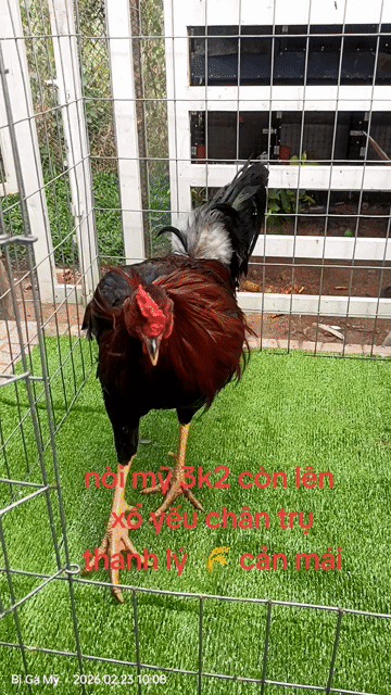 Gà Mỹ 3.2kg GL. Mua bán Gà tại Huyện Châu Phú An Giang được đăng bởi Bi Gà Mỹ  hình 1