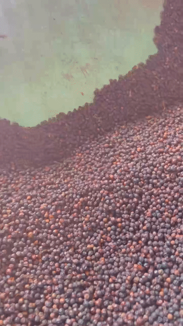 gia vị khô. Mua bán Đồ ăn, thực phẩm và các loại khác tại Huyện Đắk Hà Kon Tum được đăng bởi Quang Trần Thắng hình 1