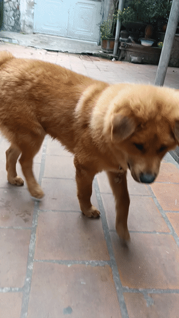 Chó Mông Cộc Nâu vàng 4 tháng Xù hiền. Mua bán Chó tại Quận Long Biên Hà Nội được đăng bởi Kiều văn đức hình 1