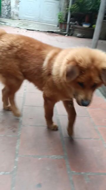 Chó Mông Cộc Nâu vàng 4 tháng Xù hiền. Mua bán Chó tại Quận Long Biên Hà Nội được đăng bởi Kiều văn đức hình 1