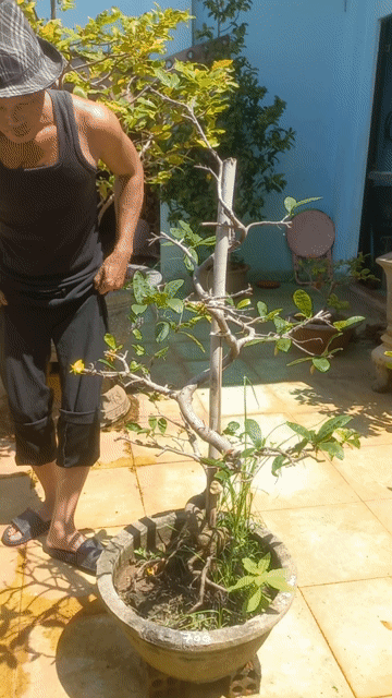 Cây cảnh bonsai chậu sứ. Mua bán Cây cảnh, đồ trang trí tại Thành phố Vũng Tàu Bà Rịa - Vũng Tàu được đăng bởi Nguyễn Văn Khiêm  hình 1