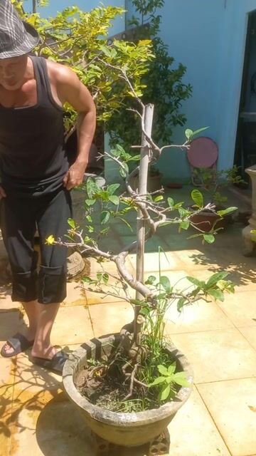 Cây cảnh bonsai chậu sứ. Mua bán Cây cảnh, đồ trang trí tại Thành phố Vũng Tàu Bà Rịa - Vũng Tàu được đăng bởi Nguyễn Văn Khiêm  hình 1
