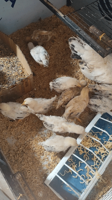 Gà con Chuối tuyết 1 tuần. Mua bán Gà tại Thành phố Thuận An Bình Dương được đăng bởi Duong Thanh Hung hình 1