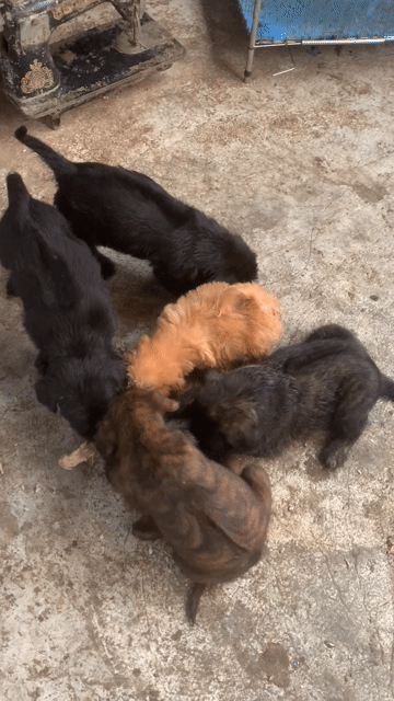 Chó Phú Quốc lai Poodle 1.5 tháng. Mua bán Chó tại Quận Long Biên Hà Nội được đăng bởi Đặng Ngọc hình 1