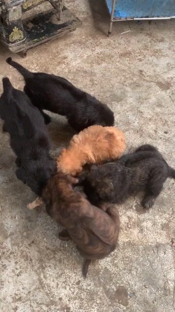 Chó Phú Quốc lai Poodle 1.5 tháng. Mua bán Chó tại Quận Long Biên Hà Nội được đăng bởi Đặng Ngọc hình 1