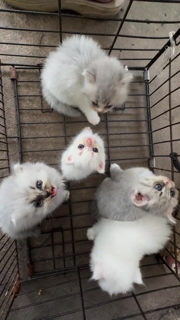 Mèo con Trắng Xám 2 tháng tuổi. Mua bán Mèo tại Huyện Hóc Môn Tp Hồ Chí Minh được đăng bởi Cao Quấn hình 1