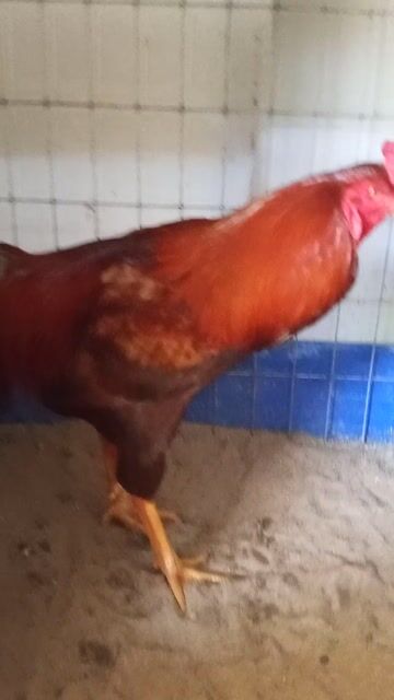 Khét đỏ 3k4. Mua bán Gà tại Quận 8 Tp Hồ Chí Minh được đăng bởi Gà cỏ hình 1