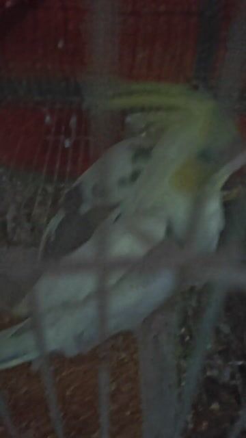 Vẹt Cockatiel 3 tháng Trắng xám vàng. Mua bán Chim tại Thành phố Thủ Đức Tp Hồ Chí Minh được đăng bởi Goal Pr hình 1