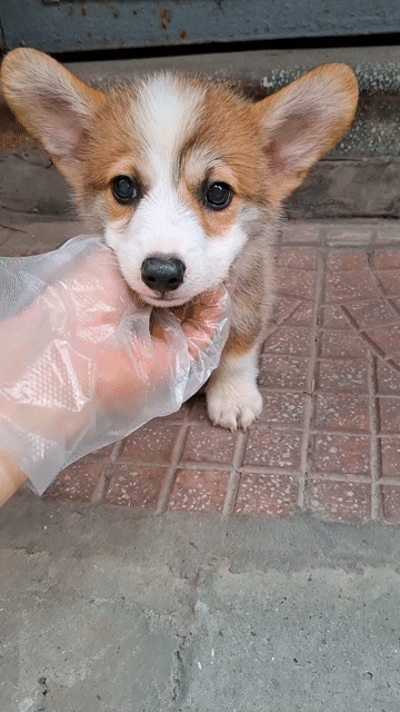 1 CHÚ CÚN CORGI - NGƯỜI BẠN THÂN THIẾT. Mua bán Chó tại Quận Đống Đa Hà Nội được đăng bởi Tùng Lâm corgi hình 1