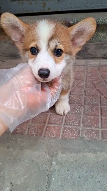 1 CHÚ CÚN CORGI - NGƯỜI BẠN THÂN THIẾT. Mua bán Chó tại Quận Đống Đa Hà Nội được đăng bởi Tùng Lâm corgi hình 1