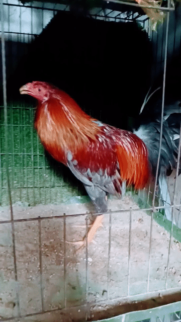 xám son hiện  1 kg 3 tơ zin trạg 1 kg 4. Mua bán Gà tại Quận Gò Vấp Tp Hồ Chí Minh được đăng bởi nam gà tre  hình 1