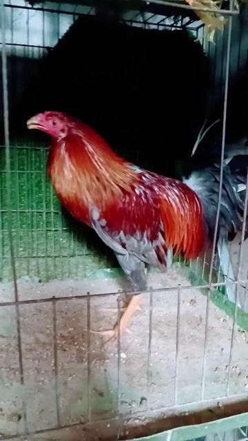 xám son hiện  1 kg 3 tơ zin trạg 1 kg 4. Mua bán Gà tại Quận Gò Vấp Tp Hồ Chí Minh được đăng bởi nam gà tre  hình 1