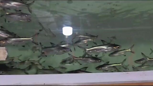 Cá TCTH, chuyên lùa đáy,ăn rêu,cặn bã,ghép cá rồng. Mua bán Thú cưng khác tại Quận Bình Tân Tp Hồ Chí Minh được đăng bởi Nam Long Farm hình 1