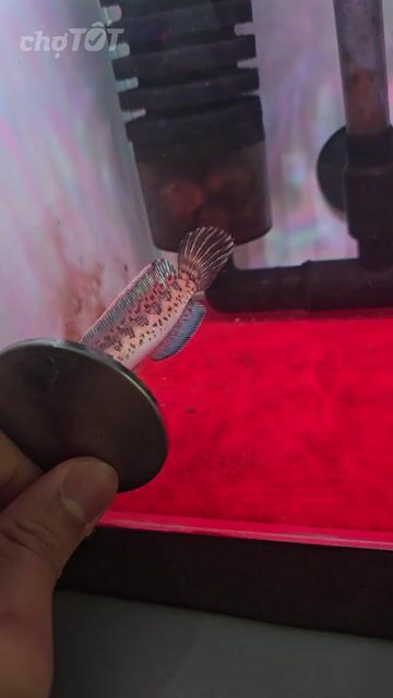 Cá lóc nữ hoàng 11-12cm Indonesia viền trắng. Mua bán Thú cưng khác tại Quận 10 Tp Hồ Chí Minh được đăng bởi  Quân chơi lóc lạnh hình 1