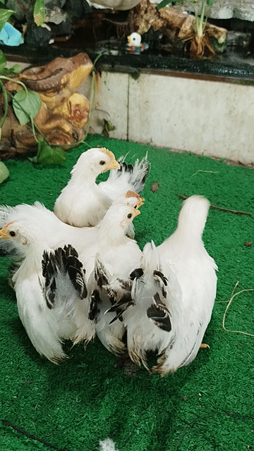 Bầy 10con chuối tuyết Gà Kiểng. Mua bán Gà tại Huyện Cao Lãnh Đồng Tháp được đăng bởi Thịnh NguyễnDnt hình 1