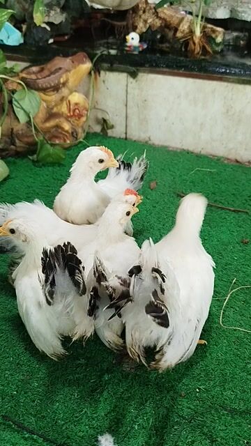 Bầy 10con chuối tuyết Gà Kiểng. Mua bán Gà tại Huyện Cao Lãnh Đồng Tháp được đăng bởi Thịnh NguyễnDnt hình 1