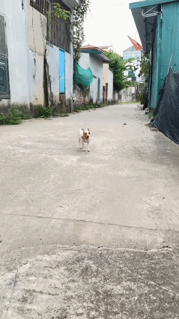 Chó Phốc cái 5 tháng tuổi. Mua bán Chó tại Huyện Thường Tín Hà Nội được đăng bởi chị mai hình 1