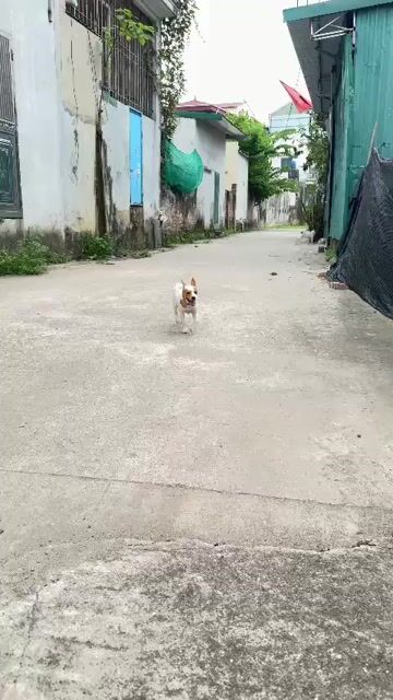 Chó Phốc cái 5 tháng tuổi. Mua bán Chó tại Huyện Thường Tín Hà Nội được đăng bởi chị mai hình 1
