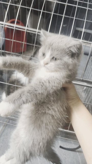 Mèo Bicolor Cái 2 tháng. Mua bán Mèo tại Huyện Đông Anh Hà Nội được đăng bởi Minh Thu hình 1