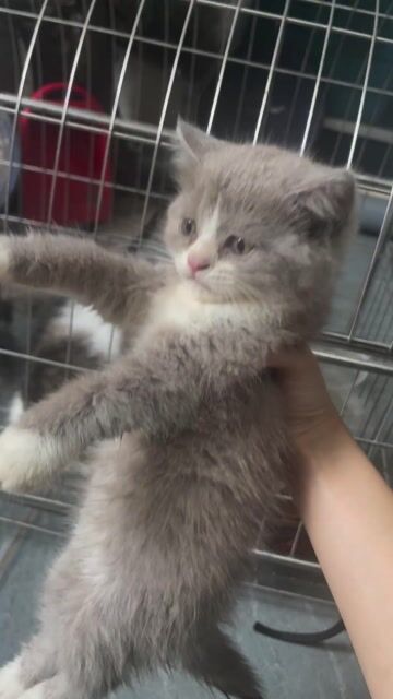 Mèo Bicolor Cái 2 tháng. Mua bán Mèo tại Huyện Đông Anh Hà Nội được đăng bởi Minh Thu hình 1