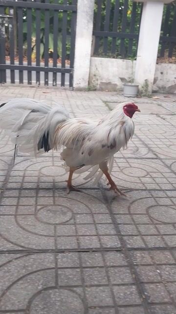 Gà Trắng Đực 1k8. Mua bán Gà tại Huyện Hóc Môn Tp Hồ Chí Minh được đăng bởi Luong hoang nghia hình 1