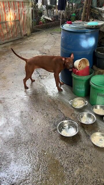 Chó Xoáy Thái Cái Đỏ Đang lên giống. Mua bán Chó tại Thành phố Dĩ An Bình Dương được đăng bởi Duy Phuong hình 1
