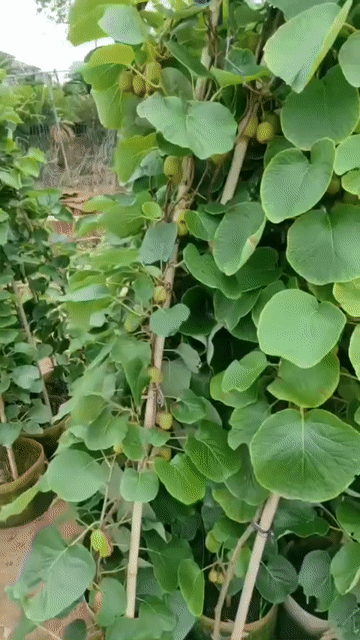 Kiwi  đang quả 1m5-2m. Mua bán Cây cảnh, đồ trang trí tại Huyện Sông Lô Vĩnh Phúc được đăng bởi Nhà vườn Ngọc Trang hình 1
