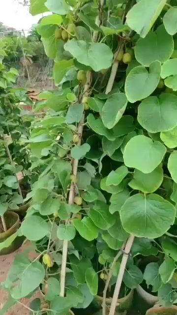 Kiwi  đang quả 1m5-2m. Mua bán Cây cảnh, đồ trang trí tại Huyện Sông Lô Vĩnh Phúc được đăng bởi Nhà vườn Ngọc Trang hình 1