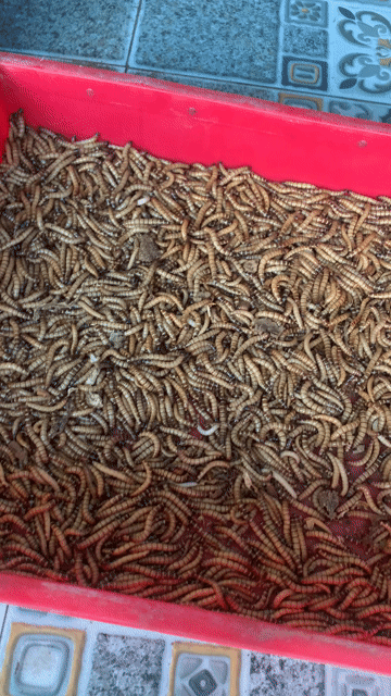 Thức ăn chim cá 1kg. Mua bán Phụ kiện, Thức ăn, Dịch vụ tại Quận Bình Tân Tp Hồ Chí Minh được đăng bởi Hoang Sang hình 1