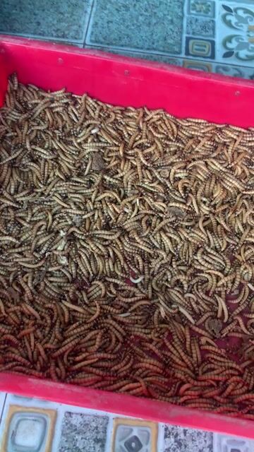 Thức ăn chim cá 1kg. Mua bán Phụ kiện, Thức ăn, Dịch vụ tại Quận Bình Tân Tp Hồ Chí Minh được đăng bởi Hoang Sang hình 1