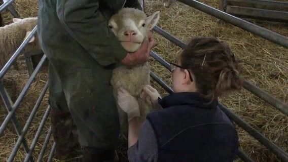 Vétérinaire rurale