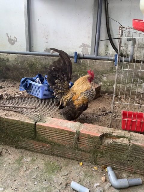 Gà Serama trống Vàng đen. Mua bán Gà tại Quận Ô Môn Cần Thơ được đăng bởi Doong Hoo hình 1