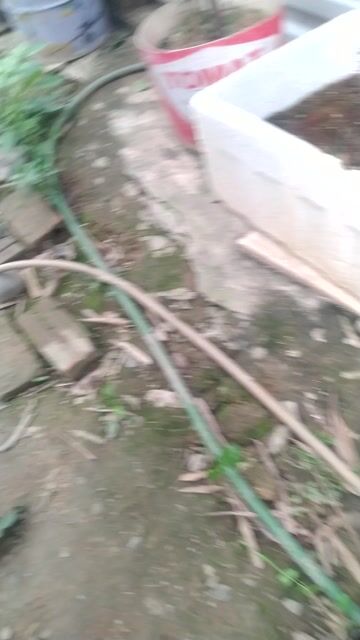 Chó Cộc đực Đốm tròn đầu lưỡi. Mua bán Chó tại Huyện Đan Phượng Hà Nội được đăng bởi Hoàng Quân hình 1