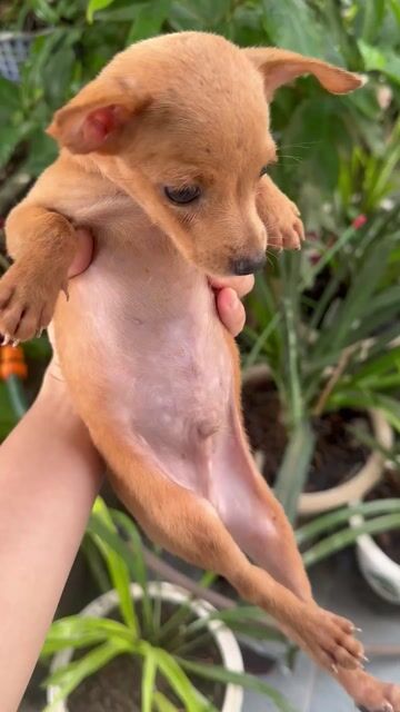 Bé Phốc Hươu 2 Tháng Tuổi. Mua bán Chó tại Huyện Phú Xuyên Hà Nội được đăng bởi Hien Thao hình 1