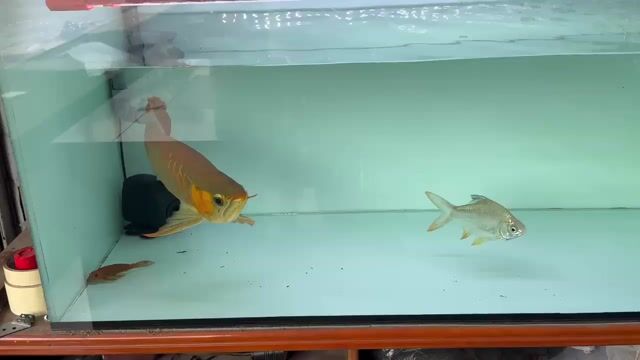 Cá Huyết Long Size 5X. Mua bán Thú cưng khác tại Huyện Châu Thành An Giang được đăng bởi DuyManh hình 1
