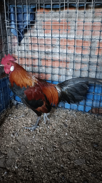 Gà Đỏ đen Đực. Mua bán Gà tại Thành phố Buôn Ma Thuột Đắk Lắk được đăng bởi Ai Rồi Cũng Khác hình 1