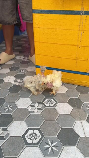 Gà Showgirl Lông sước. Mua bán Gà tại Thành phố Vĩnh Long Vĩnh Long được đăng bởi Thí Lê hình 1