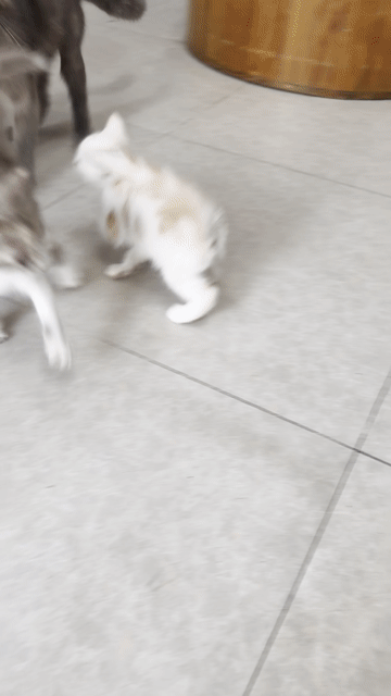 Mèo con Trắng, nâu Đực và cái Khỏe mạnh tìm sen. Mua bán Mèo tại Quận Gò Vấp Tp Hồ Chí Minh được đăng bởi Giang hình 1
