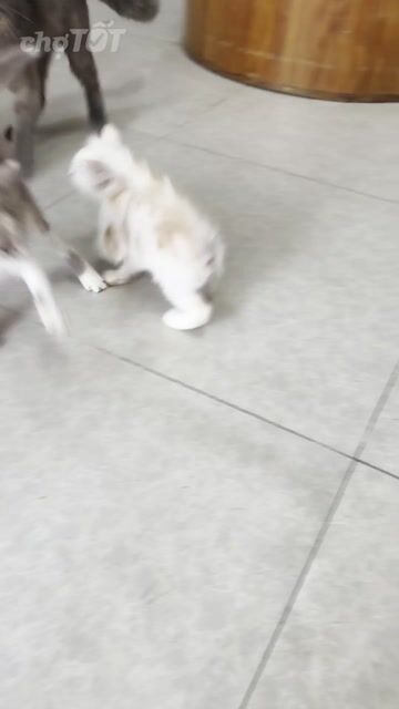 Mèo con Trắng, nâu Đực và cái Khỏe mạnh tìm sen. Mua bán Mèo tại Quận Gò Vấp Tp Hồ Chí Minh được đăng bởi Giang hình 1