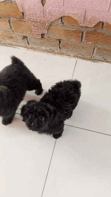 Chó Poodle đen đực 2 tháng đã tiêm 1 mũi. Mua bán Chó tại Huyện Cái Bè Tiền Giang được đăng bởi Nguyễn Thanh Hiền hình 1