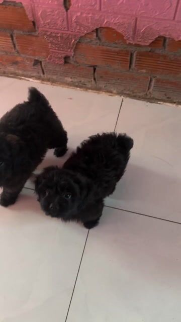 Chó Poodle đen đực 2 tháng đã tiêm 1 mũi. Mua bán Chó tại Huyện Cái Bè Tiền Giang được đăng bởi Nguyễn Thanh Hiền hình 1