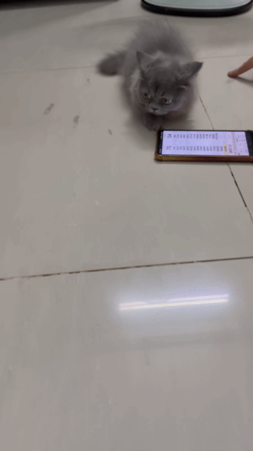 Mèo Anh Xám Đã tiêm phòng, xổ giun. Mua bán Mèo tại Quận Gò Vấp Tp Hồ Chí Minh được đăng bởi Tuyen Nguyen hình 1