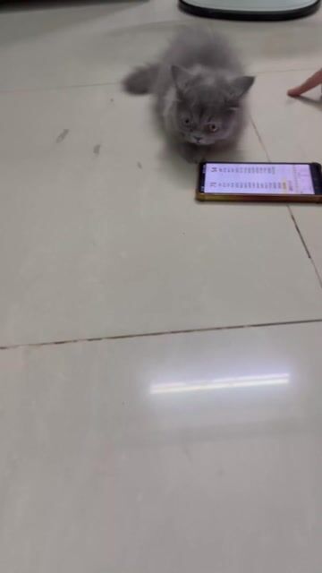 Mèo Anh Xám Đã tiêm phòng, xổ giun. Mua bán Mèo tại Quận Gò Vấp Tp Hồ Chí Minh được đăng bởi Tuyen Nguyen hình 1