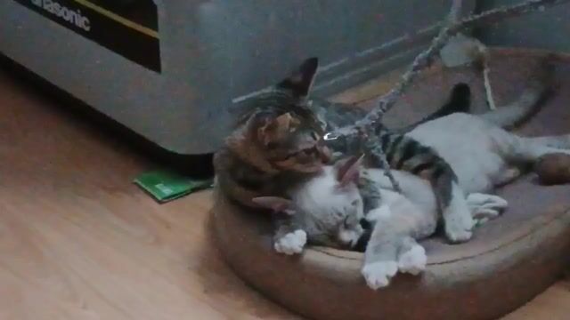 Mèo anh lông ngắn lai 3 thaang tuổi. Mua bán Mèo tại Quận Tân Phú Tp Hồ Chí Minh được đăng bởi Cao Ngọc Huyền hình 1