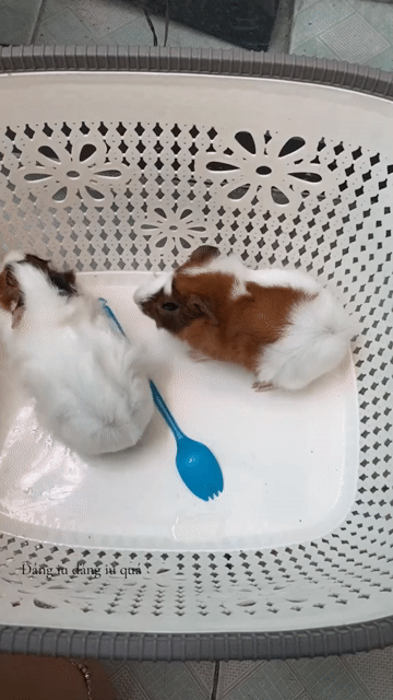 Chuột lang Trắng Nâu khỏe mạnh. Mua bán Thú cưng khác tại Thành phố Dĩ An Bình Dương được đăng bởi Minh Thư hình 1