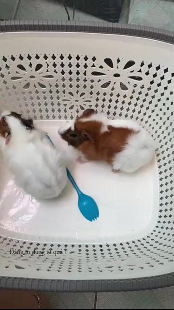 Chuột lang Trắng Nâu khỏe mạnh. Mua bán Thú cưng khác tại Thành phố Dĩ An Bình Dương được đăng bởi Minh Thư hình 1